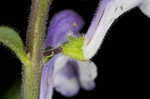 Hairy skullcap